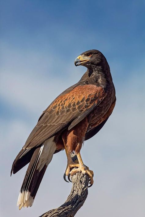 Birds Of Prey Animals, Hawks Animal, Hawks Bird, Redtailed Hawk, Hawk Species, Hawk Pictures, Harris Hawk, Elephant Facts, Raptors Bird