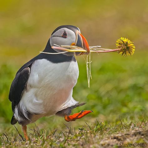 Puffin Tattoo, Aesthetic Bird, Great Auk, Puffin Bird, Bird Crochet, Birds Feathers, Atlantic Puffin, Puffins Bird, The Burrow