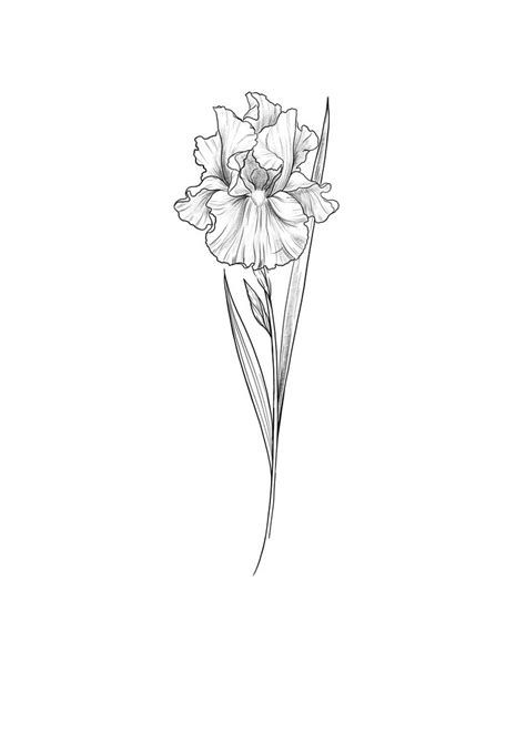 Iris Outline, Flower Drawing Tattoo, Iris Flower Tattoo, Iris Drawing, Iris Tattoo, Cherub Tattoo, Flower Tattoo Arm, Drawing Tattoo, Sketch Tattoo Design