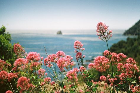 Nature, Kodak Gold 200, Film Camera Photography, Sea Aesthetic, Canon Ae 1, Kodak Gold, Film Pictures, Film Photos, Adventure Of The Seas