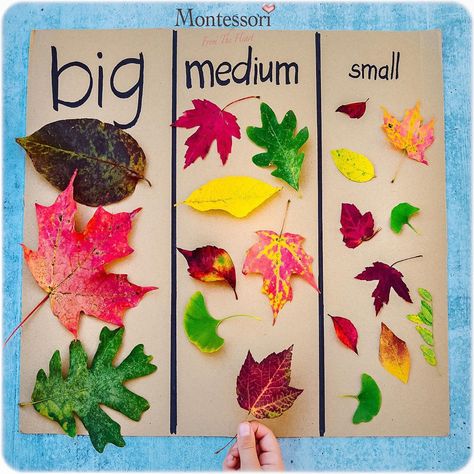 Leaf Math Activities Kindergarten, Montessori November Ideas, Høstaktiviteter For Barn, Size Sorting, Maluchy Montessori, Forest School Activities, Homeschool Preschool Activities, Fall Preschool Activities, Tree Study