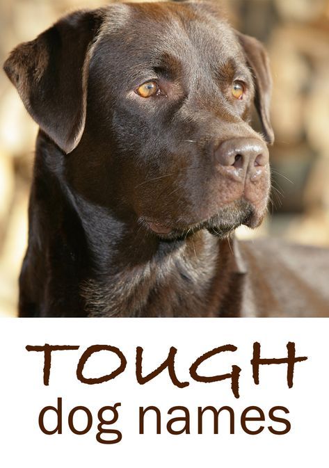 Ideas for tough dog names Strong Dog Names, Puppy Names Unique, Puppies Names, Tough Dog Names, Puppies Names Female, Hunting Dog Names, Black Puppies, Dogs Names List, Male Dog Names