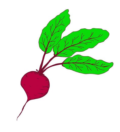 Hand-drawn simple color vector drawing. Burgundy beets with green leaves isolated on a white background. Healthy vegetable, crop, farm organic products, market. Beetroot Drawing, Healthy Vegetable, White Drawing, Organic Products, Healthy Vegetables, No Background, Vector Drawing, Color Vector, Simple Colors