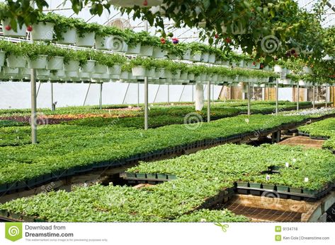 Greenhouse Nursery, Perspective Design, Plants Growing, Point Perspective, Green House, Hanging Plants, Sprouts, Photo Image, Royalty Free Stock Photos