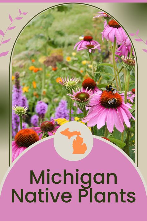 Delve into the heart of what it means for a plant to be truly “native” to Michigan. We unpack their importance, unravel the myriad benefits they bring to our gardens, and offer hands-on advice for weaving them into your personal outdoor sanctuary. As enthusiasts of functional beauty, you’ll discover:

🌱The basic foundations of Michigan native plants
🐝Their critical role in ecological preservation
🌸Practical steps for integrating native species into garden designs Michigan Native Garden, Native Michigan Landscaping, Michigan Native Flowers, Michigan Vegetable Garden, Native Michigan Plants, Michigan Native Plants Landscapes, Michigan Wildflowers Native Plants, Michigan Garden Ideas, Michigan Landscaping Ideas