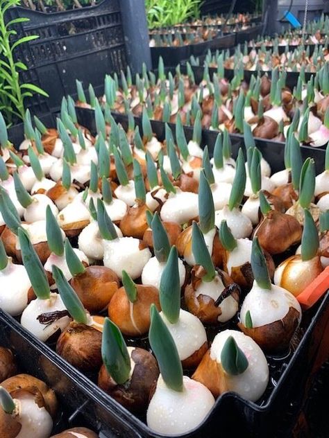 Farmhouse Flowers, Growing Tulips, Little Farmhouse, Planting Tulips, Succession Planting, Hydroponic Growing, Egg Crates, Tulip Bulbs, Clay Soil