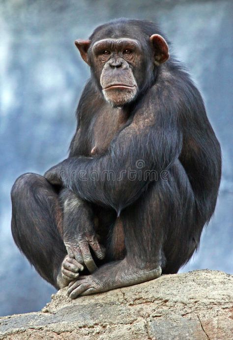 Chimpanzee Photography, Chimpanzee Funny, Chimpanzee Art, Monkey Sitting, Animal Close Up, Wild Animals Photography, Animal Study, Great Ape, Animal Sketches