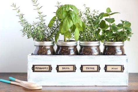 7 DIY Indoor Herb Garden Ideas You Finally Have Time to Try | eHow Jar Herb Garden, Mason Jar Herbs, Mason Jar Herb Garden, Outdoor Herb Garden, Herb Garden In Kitchen, Diy Herb Garden, Diy Mason Jar, Kitchen Herbs, Wood Planter Box