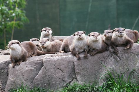 Otter family. A family group of otters rest on a rock , #sponsored, #group, #family, #Otter, #rock, #rest #ad Otter Facts, Otter Family, Social Structure, Otters Cute, Otter Love, Baby Otters, Free Art Prints, Sea Otter, Animal Behavior