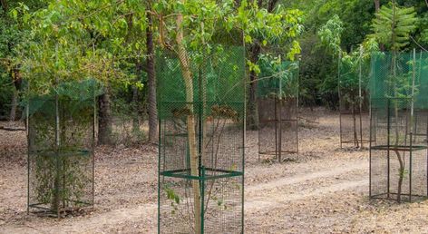 4 Reasons to Use Wire Mesh Tree Guards in Your Landscaping Tree Guard Ideas, Spring Flower Beds, Fence With Wire, Hog Wire Fence, Open Space Design, Tree Guards, Wire Mesh Screen, Mesh Projects, Gutter Guards