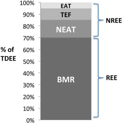 Do Metabolism Boosting Foods and Supplements Exist Basal Metabolic Rate, Metabolism Boosting Foods, Weight Maintenance, Exercise Activities, Slow Metabolism, Daily Energy, Fast Metabolism, Body Composition, Weight Reduction