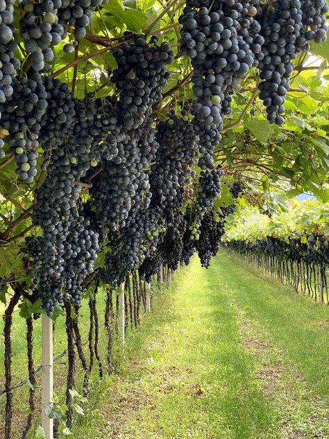 Wine Garden Aesthetic, Winery In Italy, French Vineyard Aesthetic, Wine Vineyard Aesthetic, Grape Yard, Italian Images, School Backyard, Wine Yard, Vineyard Aesthetic