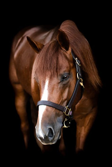 Horse Black Background, Horse Portrait Photography, Black Background Portrait, Equine Photography Poses, Elizabeth Hay, Santa Maria California, Equine Portraits, Horse Inspiration, Black Background Photography