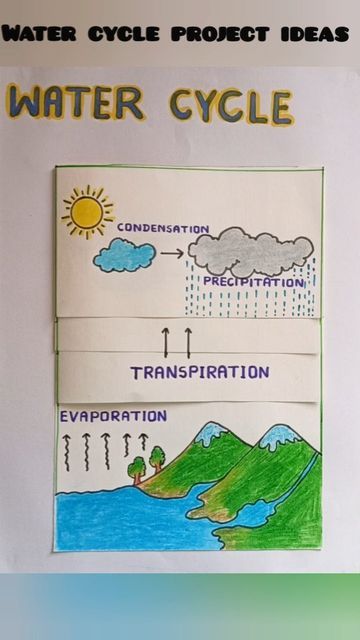 Watercycle Kids Project, Parts Of Plant Project, Water Cycle Project, Human Body Science Projects, Kids Craft Work, Science Exhibition Projects, Science Exhibition, School Science Projects, Science Models