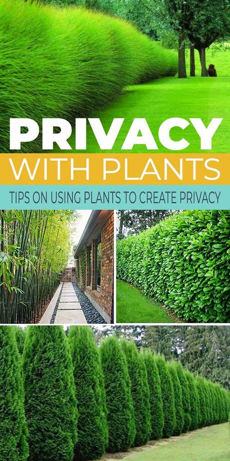 Privacy with Plants • The Garden Glove Privacy With Plants, Yard Privacy, Land Ideas, Garden Goals, Screen Plants, Privacy Plants, Privacy Landscaping, Garden Privacy, Backyard Privacy