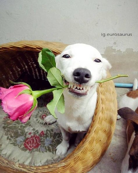 This Dog's Infectious Smile Is Breaking Everyone's Heart Animals Smile, Swag Cat, Smiling Animals, Dog Standing, Silly Dogs, Smiling Dogs, Funny Puns, Funny Animal Pictures, Happy Dogs