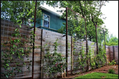 Cheap Privacy Fence Ideas, Garden Privacy Ideas, Privacy Screen Ideas, Backyard Trellis, Cheap Privacy Fence, Privacy Fence Ideas, Garden Privacy Screen, Privacy Plants, Diy Trellis