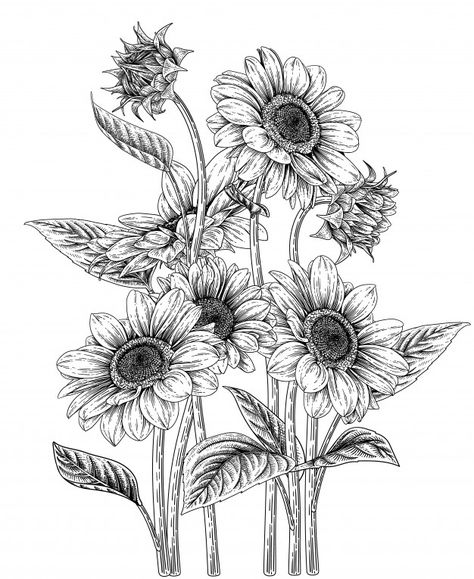 Discover thousands of Premium vectors available in AI and EPS formats Flower Illustration Drawing, Tattoos Of Sunflowers, Flower Ink Drawing, Sunflower Drawings, Sunflower Sketch, Sunflower Sketches, Art Design Inspiration, Sunflower Drawing, Flower Art Drawing