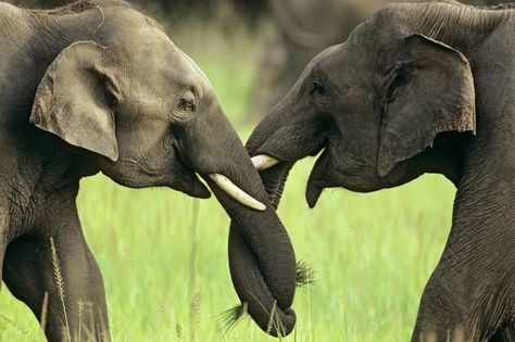 Asian elephants Romantic Animals, Elephant Photo, Elephants Playing, Animal Hugs, Wild Elephant, Elephant Trunk, Asian Elephant, Indian Elephant, Elephant Love