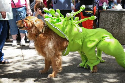 Alien Pet Costume Contest at McMinnville's UFO Festival! Dog Alien Costume, Alien Dog Costume, Alien Costumes, Alien Halloween Costume, Mcminnville Oregon, Space Costumes, Alien Party, Alien Halloween, Secret Societies