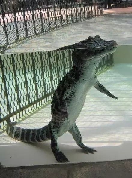 Do Crocs stand in water?  Click for answer. Crocodile Facts, Crocodile Pictures, Baby Alligator, Cute Reptiles, Crocodiles, Reptiles And Amphibians, Funny Animal Memes, Animals Images, Amphibians