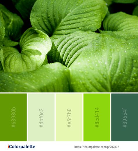 Foliage Color Palette, Leaf Color Palette, Leaves Color Palette, Macro Photography Water, Web Design Color, Photography Water, Color Palette Ideas, Palette Design, Colorful Paintings Acrylic