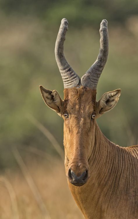 Why the long face? Murchison Falls, Animals With Horns, Regard Animal, Wild Kingdom, Interesting Animals, Mule Deer, Unusual Animals, Rare Animals, Manx