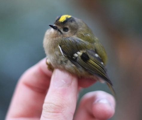 Micro fluffy bird Fat Animals, Fat Bird, Thats All, I Love Jesus, Tiny Bird, Love Jesus, Silly Animals, Fluffy Animals, Backyard Birds