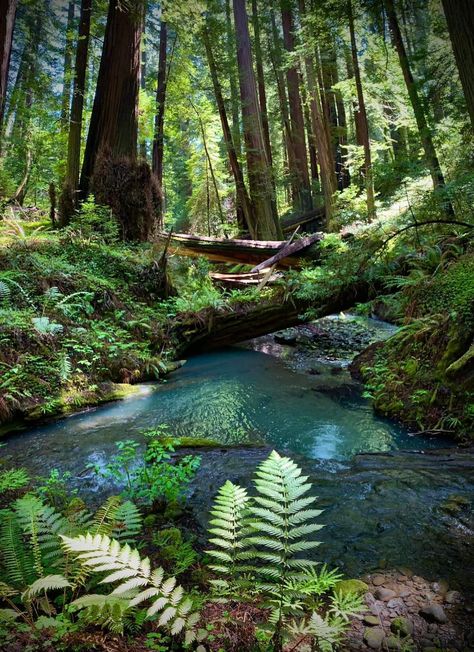 Humboldt Redwoods State Park, Humboldt County California, Humboldt County, Redwood Forest, Oregon Travel, Fantasy Setting, Road Trip Usa, California Travel, Pretty Places