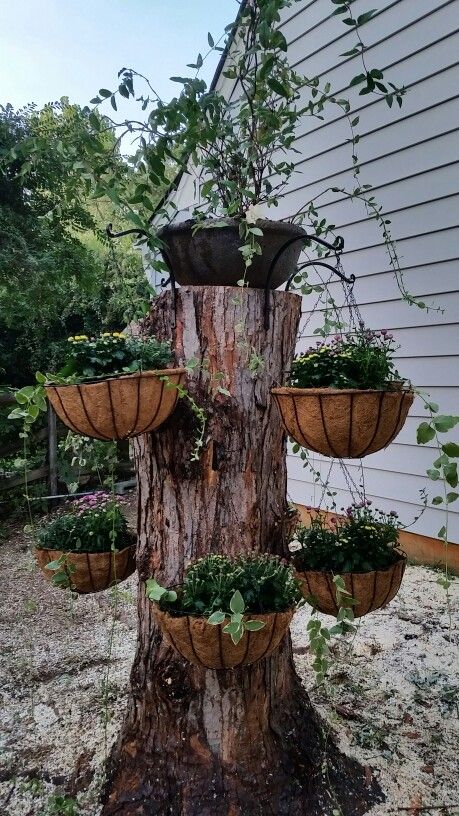 Make an old tree stump work for you! The top planter has purple Japanese honeysuckle that will eventually wrap up the tree. Seasonal flowers in the hanging planters. Tall Tree Stump Ideas Outdoor, Stump Ideas Decor, Old Tree Stump Ideas, Tree Stump Ideas, Tree Stump Decor, Japanese Honeysuckle, Tree Stump Planter, Stump Work, Garden Whimsy