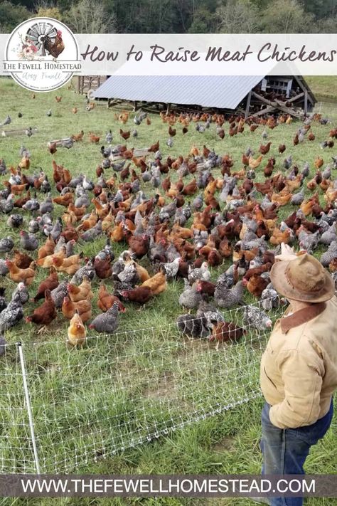 Raising Meat Chickens, Urban Chicken Farming, Chicken Raising, Chicken Shed, Meat Birds, Chicken Pen, How To Raise Chickens, Backyard Chicken Coop Plans, Rain Barrels