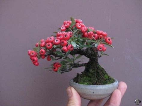 Top 10: Smallest Bonsai trees - Bonsai Empire Bonsai Mame, Bonsai Fruit Tree, Ficus Bonsai, Bonsai Ficus, Mame Bonsai, Bonsai Styles, Mini Bonsai, Japanese Bonsai, Bonsai Art