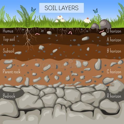 Soil layers diagram with grass, earth texture, stones, plant roots, underground , #sponsored, #stones, #texture, #roots, #plant, #earth #ad Living Soil Poster, Soil Profile Diagram, Soil Layers Illustration, Layers Of Soil Model, Soil Diagram, Soil Ecosystem, Earth And Environmental Science, Roots Underground, Lapisan Tanah