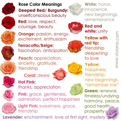 Common Rose Color Meanings for deepest red, burgundy, red, red and white, yellow with red tip, orange, yellow, green, terracotta, beige, peach, coral, hot pink, pink, light pink, lavender, white | Great reference info for anniversaries, Valentine's, birthdays, and every day! The Kiss Bet Oliver, White Roses Meaning, The Kiss Bet, Rose Color Meanings, Read Rose, Rose Meaning, Rose Colors, Flower Meanings, Color Meanings