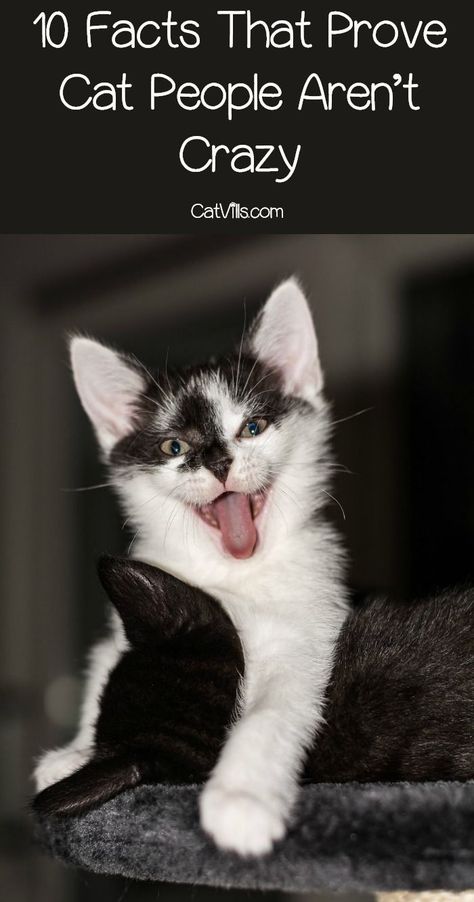 Ever hear the saying �crazy cat lady?� Well, these 10 facts prove cat people aren�t crazy at all. In fact, they�re pretty awesome! Check them out! Cat Lady Humor, Gatos Cool, Crazy Cat People, Cat Shaming, Cat Hacks, Cat Spray, Cat Quotes Funny, Silly Dogs, Cat Training