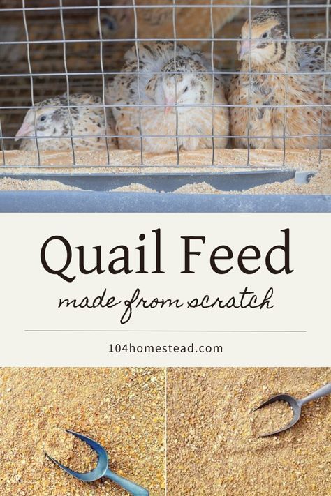 Make homemade Coturnix quail feed to keep your covey healthy and productive. Perfect for people who raise quail for meat and eggs. Raising Quail For Meat And Eggs, How To Care For Quail, Raising Quail Indoors, Diy Quail Tractor, Raising Quails For Eggs, Raising Quail For Profit, Quail Ground Pen, Quail Hideout, Homemade Quail Feed