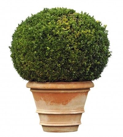 Care For Container Grown Boxwood Shrubs: How To Plant Boxwoods In Containers -  Can boxwoods be planted in pots? Absolutely! They’re the perfect container plant. Learn about the care for boxwood in pots and how to plant boxwoods in containers in this article. Click here for more information. Boxwood In Pots, Boxwood Shrubs, Boxwood Landscaping, Box Wood Shrub, Boxwood Garden, Garden Walkway, Garden Shrubs, Garden Containers, Landscaping Tips