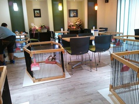 Must find rabbit cafes in Japan and visit them! Cafes In Japan, Rabbit Cafe, Pet Store Display, Dog Restaurant, Pet Cafe, Cafe Idea, Dog Bedroom, Cat Hotel, Dog Friendly Hotels