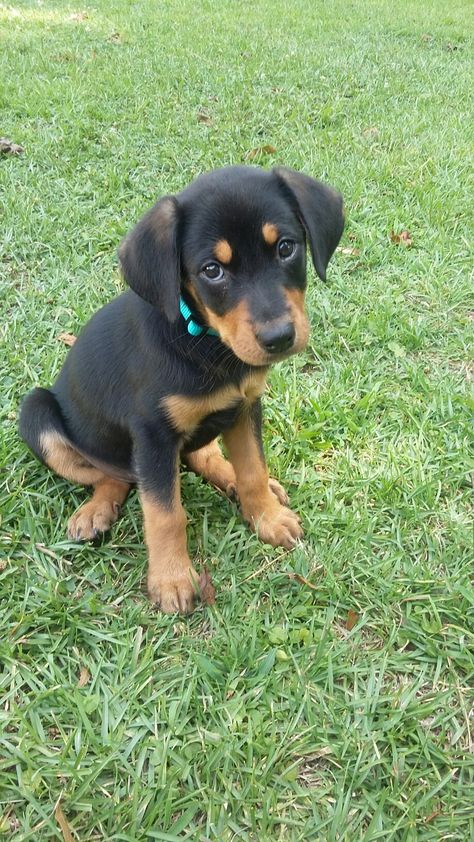 Love my Doberman/lab mix Rottweiler Mixed With Doberman, Rottweiler Doberman Mix Dogs, Doberman Lab Mix Dogs, Rottweiler Lab Mix Dogs, Rottweiler Lab Mix Puppy, Mix Babies, Doberman Rottweiler, Puppies Doberman, Rottweiler Tattoo