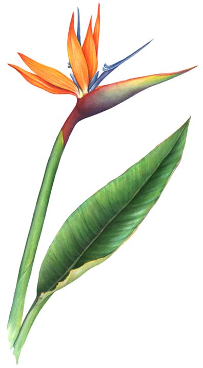 Strelitzia Flower Painting, Strelitzia Drawing, Bird Of Paradise Flower Drawing, Bird Of Paradise Plant Drawing, Strelitzia Illustration, Strelitzia Tattoo, Bird Of Paradise Illustration, Bird Of Paradise Watercolor, Bird Of Paradise Tattoo