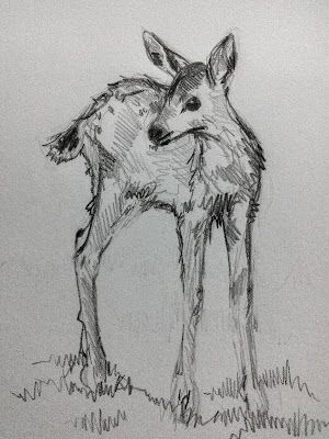 Deer In Winter Forest, Doe And Fawn Drawing, Drawing Deer Sketches, Doe Drawings Sketches, White Tailed Deer Drawing, Two Deer Drawing, Realistic Deer Drawing, Male Deer Drawing, Forest Animal Sketches