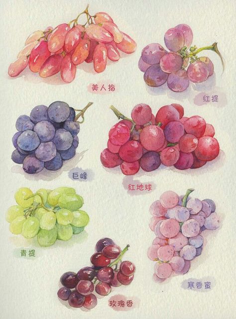 Watercolour Fruits Painting, How To Draw Grapes, Fruits Watercolor Painting, Drawing Grapes, Grape Watercolor, Grapes Drawing, Grapes Watercolor, Grape Illustration, Grape Drawing