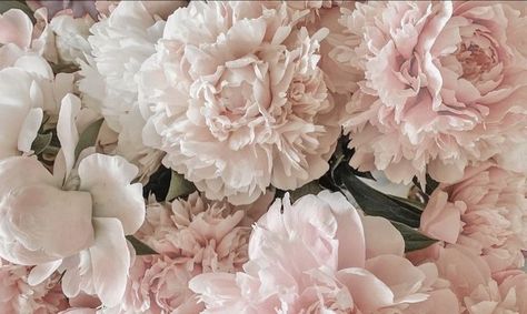 Pink Aura, Flower Therapy, Pinky Promise, Pink Princess, Pink Peonies, Pink Aesthetic, My Flower, Pretty Flowers, Pink Girl