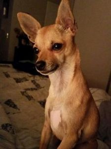 Different types of Chihuahuas - Deer, Apple, Fawn, Teacup, long & short Deer Chihuahua, Fawn Chihuahua, Types Of Chihuahua, Blue Blood Bulldog, Short Haired Chihuahua, Cocker Spaniel Breeds, Pictures Of Chihuahuas, Merle Chihuahua, Deer Face