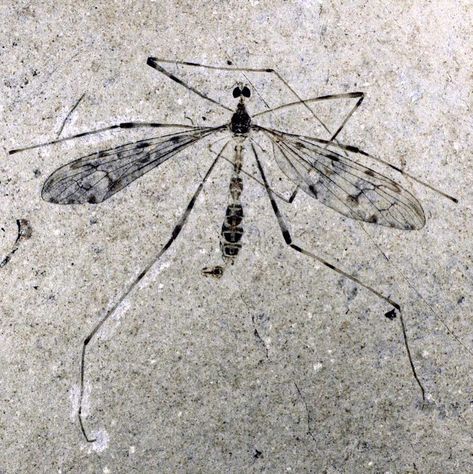 A crane fly called Cylindrotoma monikae, from 55 mya Eocene rocks in Denmark. Crane Spiritual Meaning, Japanese Crane Photography, Whimsical Tattoo, Sandhill Crane Flying, Petrified Wood Jewelry, Fossil Art, Crinoids Fossils, Whimsical Tattoos, Crane Fly