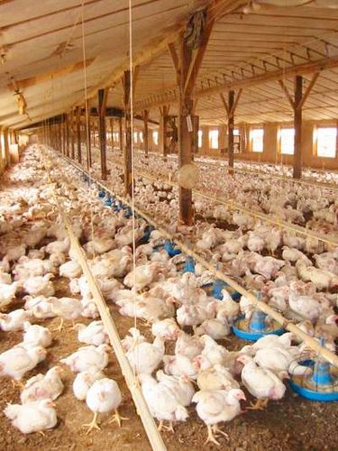 Chicken Farm Design, Poultry Farm Buildings, Organic Chicken Feed, Poultry Farm Design, Poultry Business, Poultry Equipment, Chicken Barn, Poultry Farming, Broiler Chicken