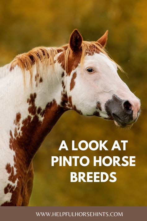 In the horse world, there’s no more classic-looking horse than the Pinto. Pinto horses have patterned coats that combine large areas of white and another basic coat color. Some horses that often have Pinto coats include the American Saddlebred, the Gypsy Horse and the Icelandic Horse. There is much to love and learn about Pintos, so read on to learn more about this wonderful color breed! #horse #pintohorse #horselover #horsebreed #pintocoat #horsepattern #helpfulhorsehints Pinto Horses, American Saddlebred Horses, Basic Coat, Tennessee Walking Horse, Paint Horses, Horse Pics, Horse Riding Tips, Pinto Horse, American Saddlebred