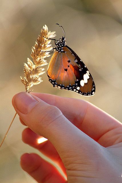 Nature in my hands web by Steve Chapple Photography, via Flickr Hand Photography, Fields Of Gold, Beautiful Bugs, Butterfly Kisses, Jolie Photo, A Butterfly, Beautiful Butterflies, Belle Photo, Beautiful Creatures