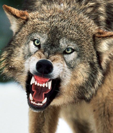 Two centuries ago, the last British wolf was killed. Paul Lister intends to create a wilderness where they can strive again. (Malone,2007) Wolf Growling, Scary Wolf, Lup Singuratic, Snarling Wolf, Angry Wolf, Wolf Images, Wolf Photos, Howl At The Moon, Wolf Love