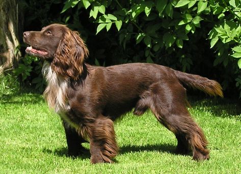 Cocker Spaniel Haircut, Working Spaniel, Working Cocker Spaniel, Sprocker Spaniel, Sussex Spaniel, Boykin Spaniel, Spaniel Breeds, Spaniel Art, Working Cocker